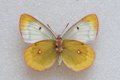 Colias phicomone