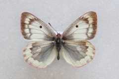 Colias phicomone