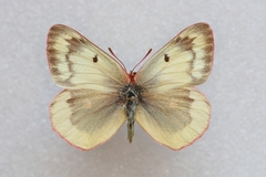 Colias phicomone