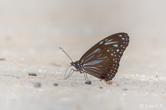 Parantica luzonensis