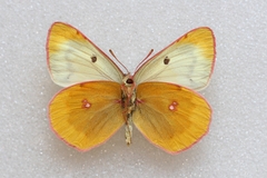 Colias phicomone