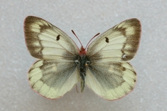 Colias phicomone
