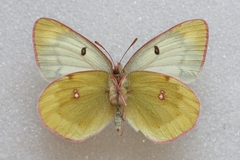 Colias phicomone