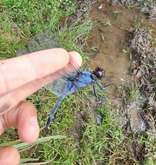 Orthetrum melania melania