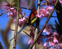Aethopyga gouldiae