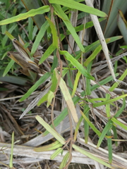 Parsonsia capsularis