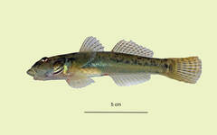 Awaous aeneofuscus