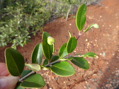 Uromyrtus