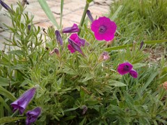 Petunia integrifolia