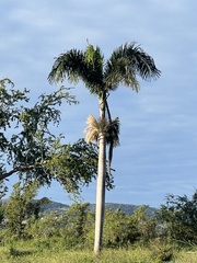 Roystonea borinquena