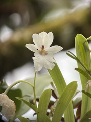 Miltonia