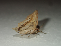 Calletaera subexpressa