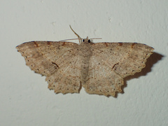 Calletaera subexpressa