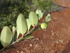 Uromyrtus