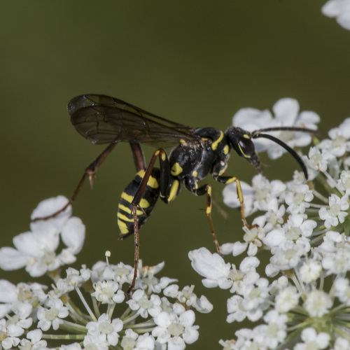 Representative image of Ceropales maculata