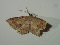 Calletaera subexpressa