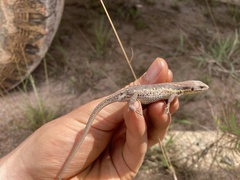 Meroles squamulosus