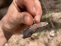 Meroles squamulosus