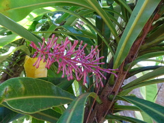 Virotia angustifolia
