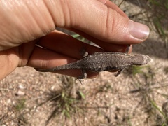 Meroles squamulosus
