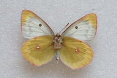 Colias phicomone