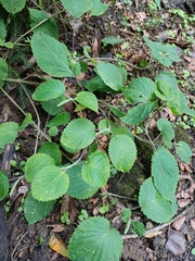 Perilla