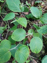 Perilla