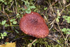 Suillus asiaticus