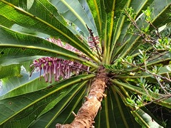 Virotia angustifolia