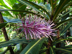 Virotia angustifolia