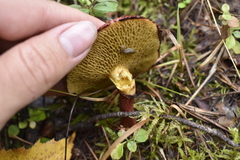 Suillus asiaticus