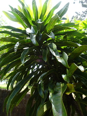 Virotia angustifolia