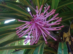 Virotia angustifolia