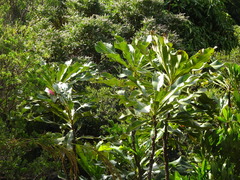 Virotia angustifolia