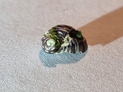 Theodoxus fluviatilis