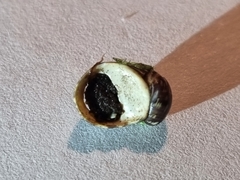 Theodoxus fluviatilis