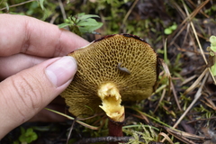 Suillus asiaticus