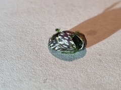 Theodoxus fluviatilis