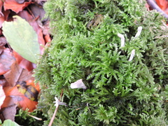 Thamnobryum alopecurum