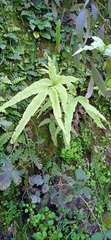 Pteris cretica