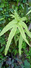 Pteris cretica