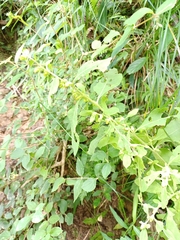 Carpesium abrotanoides