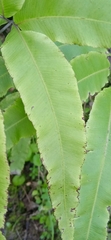 Pteris cretica