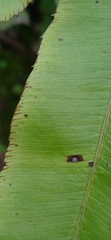 Pteris cretica