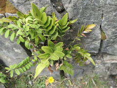 Asplenium obtusatum