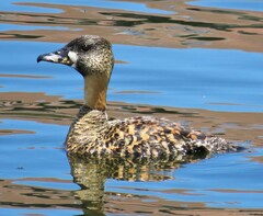 Thalassornis leuconotus