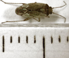Bipuncticoris