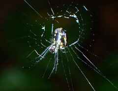 Leucauge argentina
