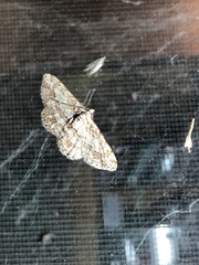 Didymoctenia exsuperata