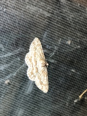 Didymoctenia exsuperata